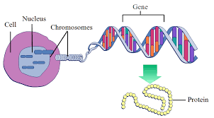 cell-nucleus-dna-gene